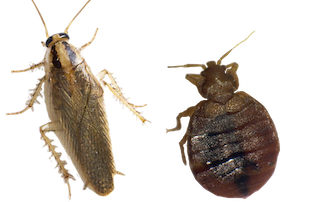 Servicio correctivo de plagas