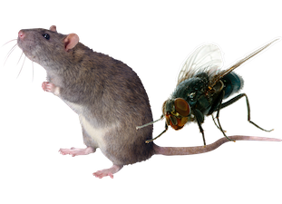 Servicio preventivo de plagas